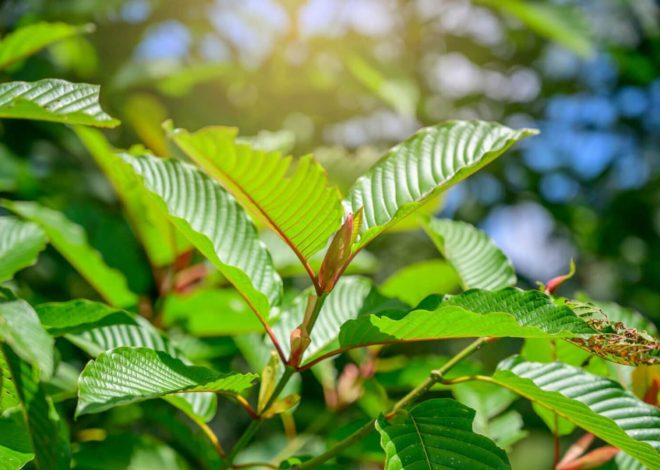 Choosing Your Kratom Source Wisely: A Detailed Look at the 5 Best Vendors