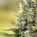 How Delta 8 Buds Can Help with Multiple Sclerosis Symptoms